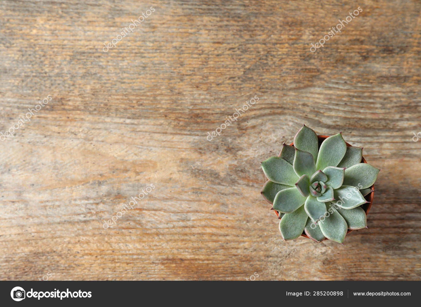 Beautiful Succulent Plant In Pot On Wooden Table Top View With Space For Text Home Decor Stock Photo Image By Newafrica 285200898