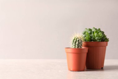 Açık pembe arka plan, metin için alan karşı masada tencere güzel sulu bitkiler. Ev dekorasyonu