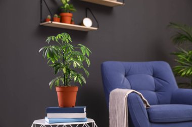Oda iç koltuk masada güzel schefflera. Ev için trendy bitkiler
