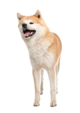 Beyaz üzerinde izole sevimli Akita Inu köpek