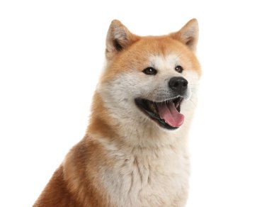 Beyaz üzerinde izole sevimli Akita Inu köpek