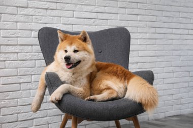 Oturma odasında kanepede sevimli Akita Inu köpek