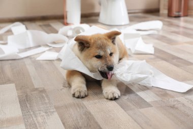 Sevimli Akita Inu köpek evde tuvalet kağıdı ile oynarken