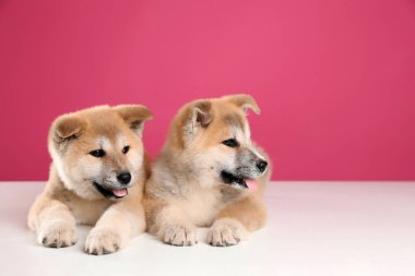 Pembe arka plan üzerinde Sevimli Akita Inu yavru, metin için alan