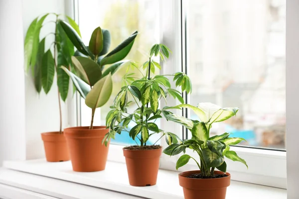 Verschillende indoor planten op vensterbank thuis — Stockfoto