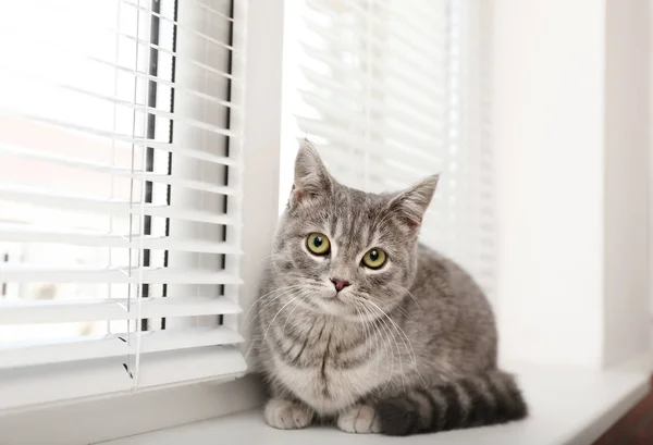 Gato bonito tabby perto de persianas na soleira dentro de casa — Fotografia de Stock