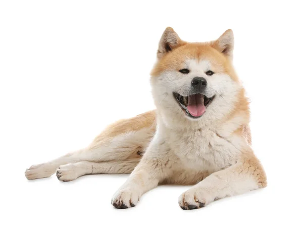 Söt Akita Inu hund isolerad på vitt — Stockfoto
