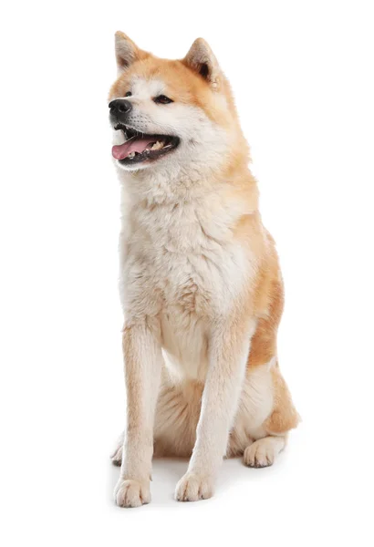 Cão Akita Inu bonito isolado em branco — Fotografia de Stock