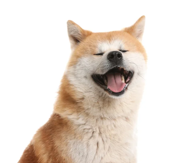 Söt Akita Inu hund isolerad på vitt — Stockfoto