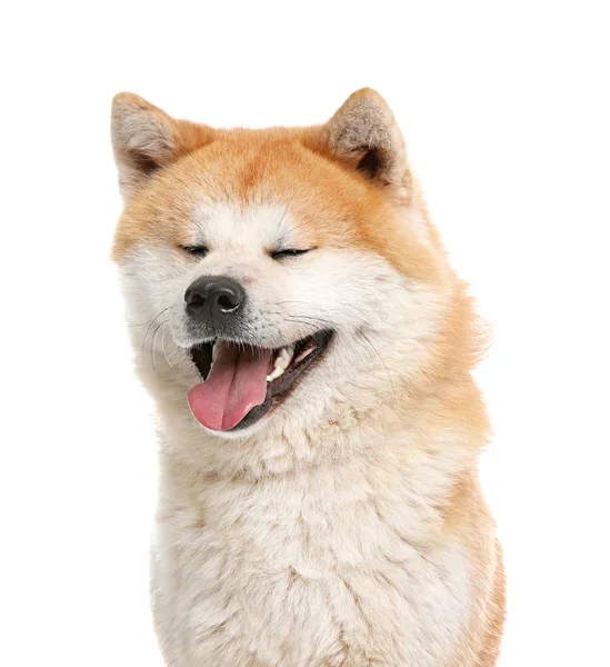 Carino Akita Inu cane isolato su bianco — Foto Stock