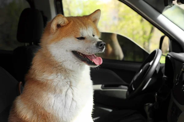Niedliche flauschige akita inu Hund im Auto — Stockfoto