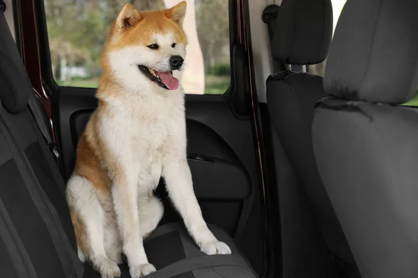 Niedliche flauschige akita inu Hund im Auto — Stockfoto