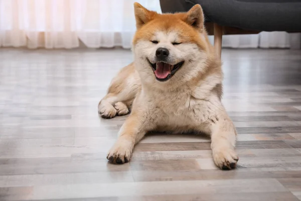 Lindo perro Akita Inu en el suelo en la sala de estar — Foto de Stock