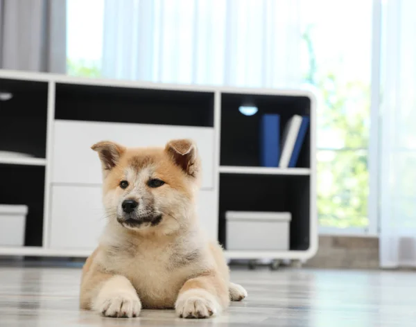 Imádnivaló Akita Inu kiskutya-ra emelet otthon, hely részére szöveg — Stock Fotó