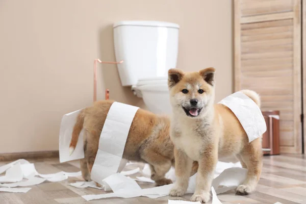 Manis Akita Inu anak anjing bermain dengan tisu toilet di rumah — Stok Foto