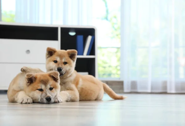 Adoráveis filhotes Akita Inu no chão em casa, espaço para texto — Fotografia de Stock