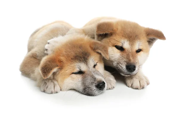 Очаровательные щенки Акита Ину на белом фоне — стоковое фото