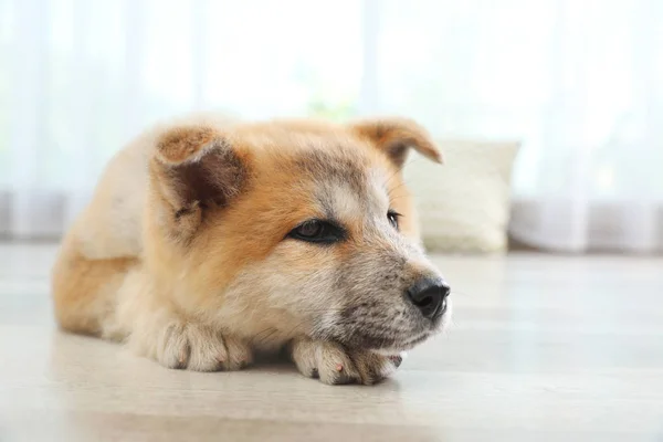 Adorable cachorro Akita Inu en el suelo en casa — Foto de Stock