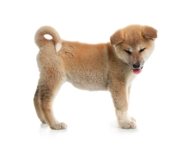 Adorable cachorro Akita Inu sobre fondo blanco — Foto de Stock