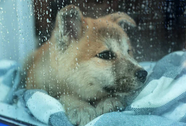 Lindo perrito Akita Inu esperando al dueño en casa en el día lluvioso, vista a través de una ventana húmeda — Foto de Stock