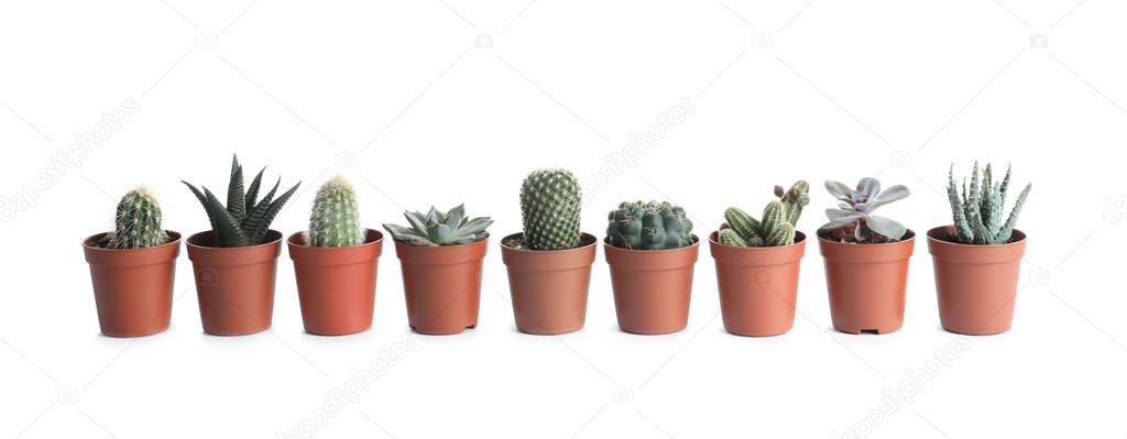 Different succulent plants in pots isolated on white. Home decor