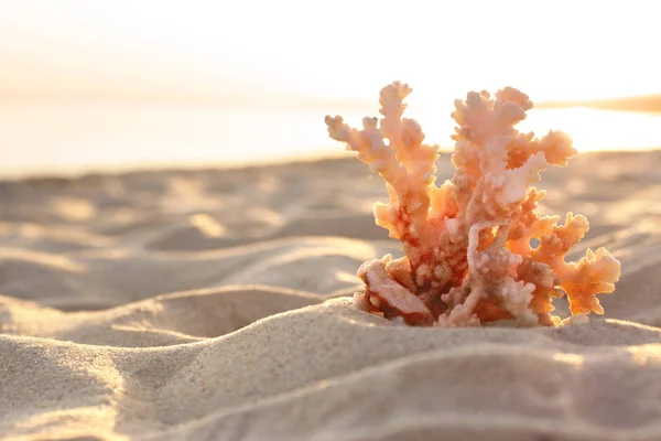 Αμμώδης παραλία με όμορφα κοράλλια κοντά στη θάλασσα την καλοκαιρινή μέρα. Χώρος για κείμενο — Φωτογραφία Αρχείου