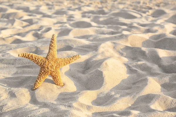 Sandy beach with beautiful starfish near sea on sunny summer day. Space for text — Stock Photo, Image