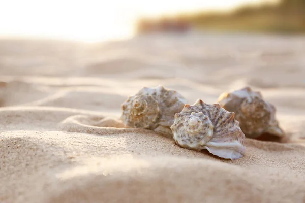 Diferentes conchas marinas en la playa de arena. Espacio para texto — Foto de Stock