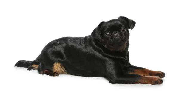 Очаровательный черный Маленький Брабансон собака лежит на белом фоне — стоковое фото