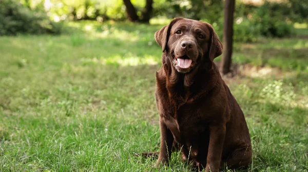 Aranyos csokoládé Labrador retriever zöld fű a nyári parkban — Stock Fotó