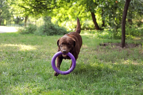 Cute Chocolate Labrador Retriever dog with toy in summer park