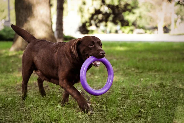 Cute Chocolate Labrador Retriever dog with toy in summer park