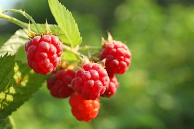 Çalı, closeup lezzetli olgun ahududu ile Dal. Metin için alan
