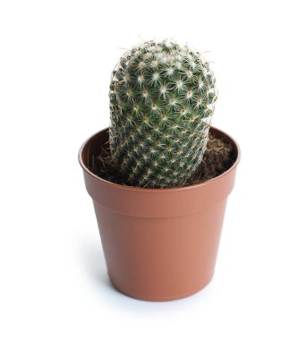 Beyaz üzerinde izole saksı içinde succulent bitki. Ev dekoru