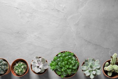 Düz gri masa üzerinde tencere farklı etli bitkiler ile kompozisyon yatıyordu, metin için alan. Ev dekoru