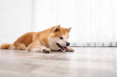 Sevimli Akita Inu köpek pencere yakın kapalı katta
