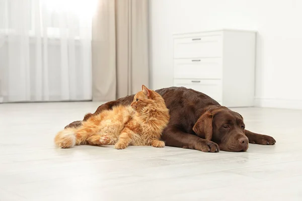 Gato y perro juntos en el suelo en interiores. Amigos esponjosos —  Fotos de Stock