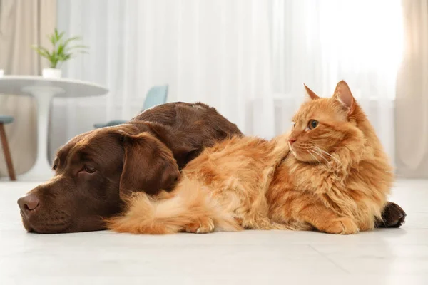 Kedi ve köpek birlikte yerde yerde. Kabarık arkadaşlar — Stok fotoğraf