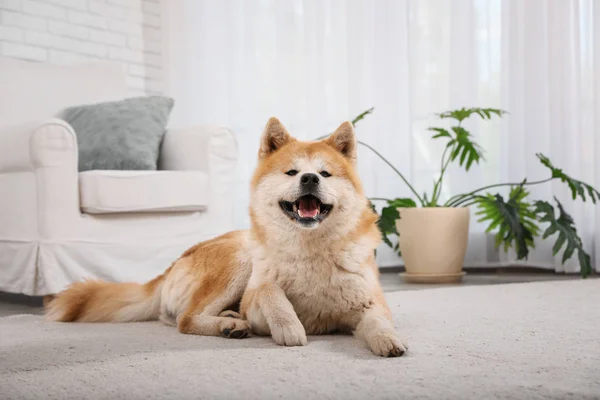 Cute Akita Inu psa na podłodze w salonie — Zdjęcie stockowe