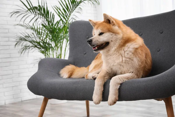 Oturma odasında kanepede sevimli Akita Inu köpek