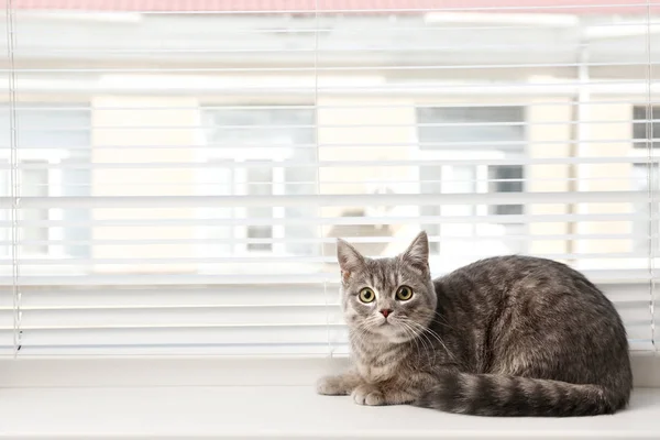 Lindo gato tabby cerca de persianas de ventana en el alféizar interior, espacio para el texto —  Fotos de Stock