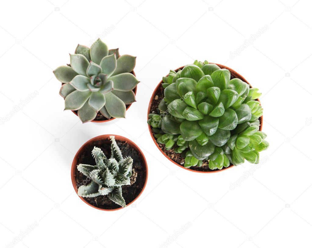 Different succulent plants in pots isolated on white, top view. Home decor