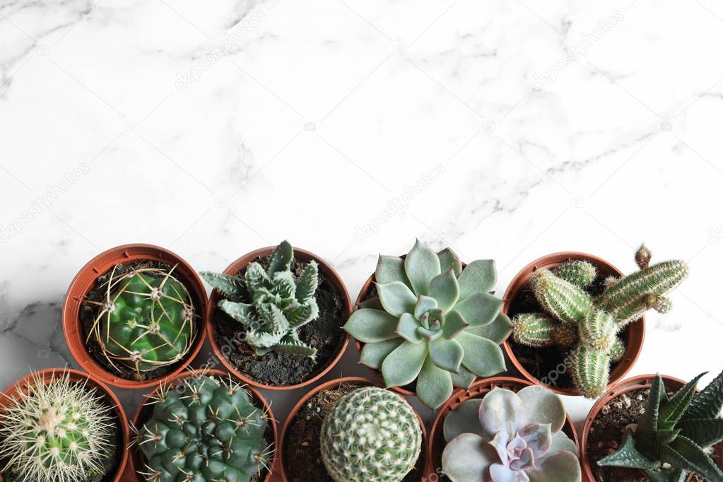 Flat lay composition with different succulent plants in pots on marble table, space for text. Home decor