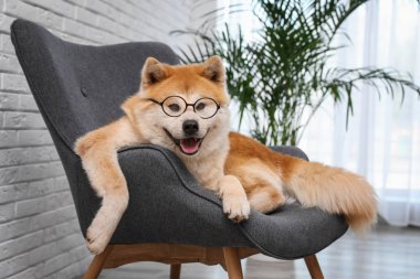 Oturma odasında kanepede gözlük ile sevimli Akita Inu köpek