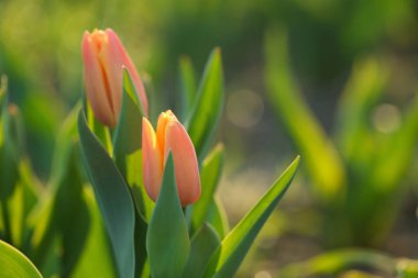 Taze güzel laleler ile alan. Çiçek açan çiçekler