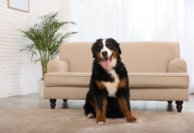 Bernese dağ köpeği oturma odasında halı üzerinde oturan