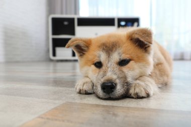 Sevimli Akita Inu köpek evde katta kameraya bakarak, metin için alan