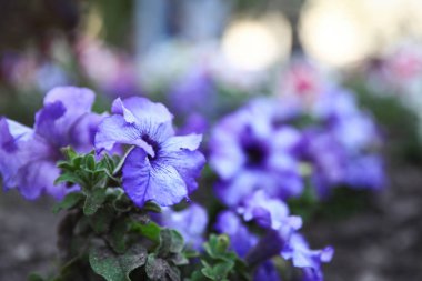 Güzel bahçe çiçek açık havada, metin için alan. Yazın inanılmaz doğa