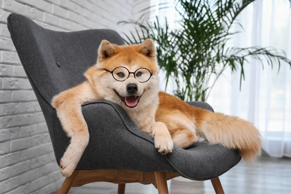 Aranyos Akita Inu kutya poharakkal kanapén nappaliban — Stock Fotó