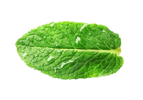 흰색에 고립 된 신선한 민트의 녹색 젖은 잎 — 스톡 사진
